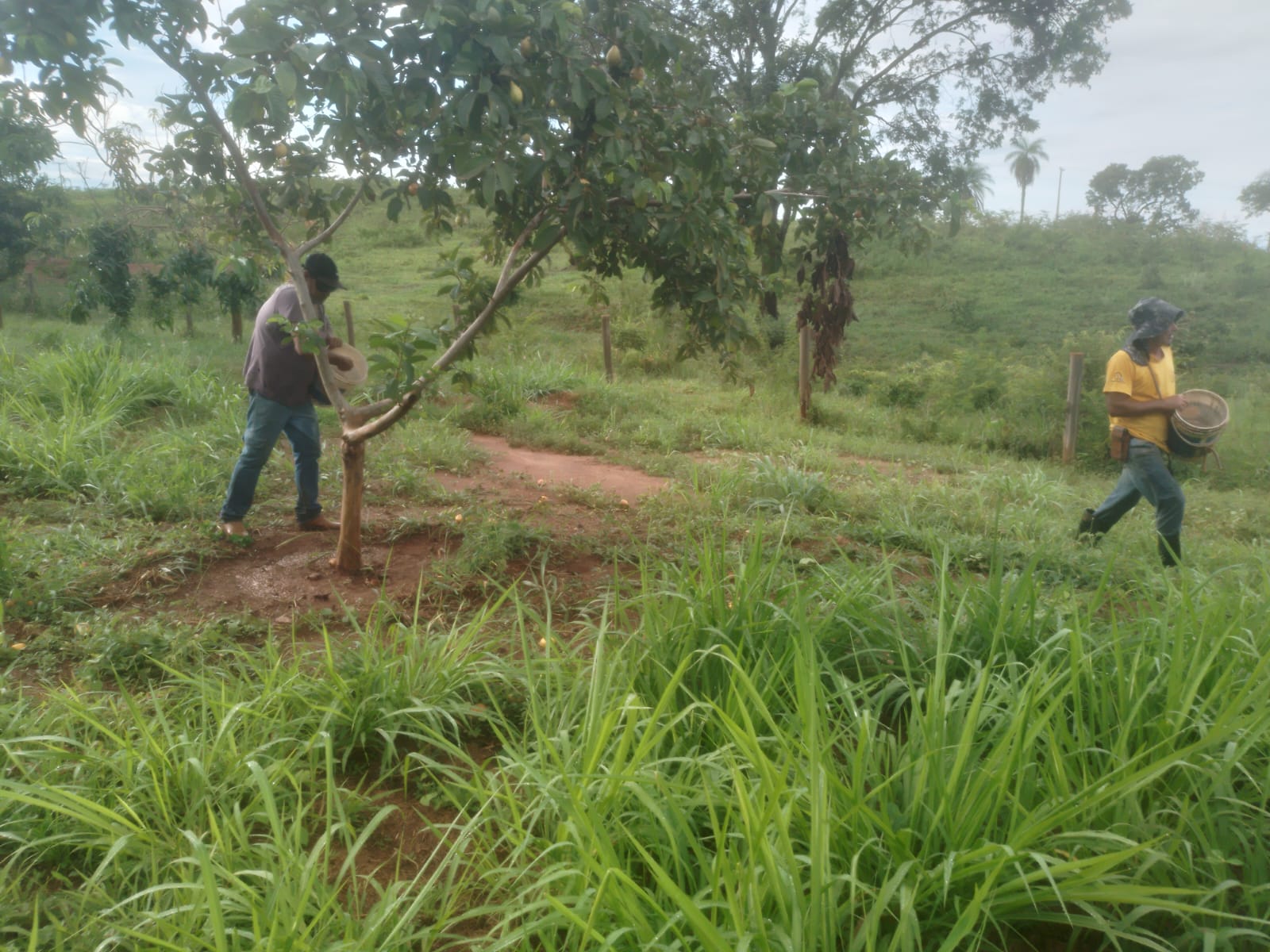 Adubação de Frutíferas no Pomar Municipal