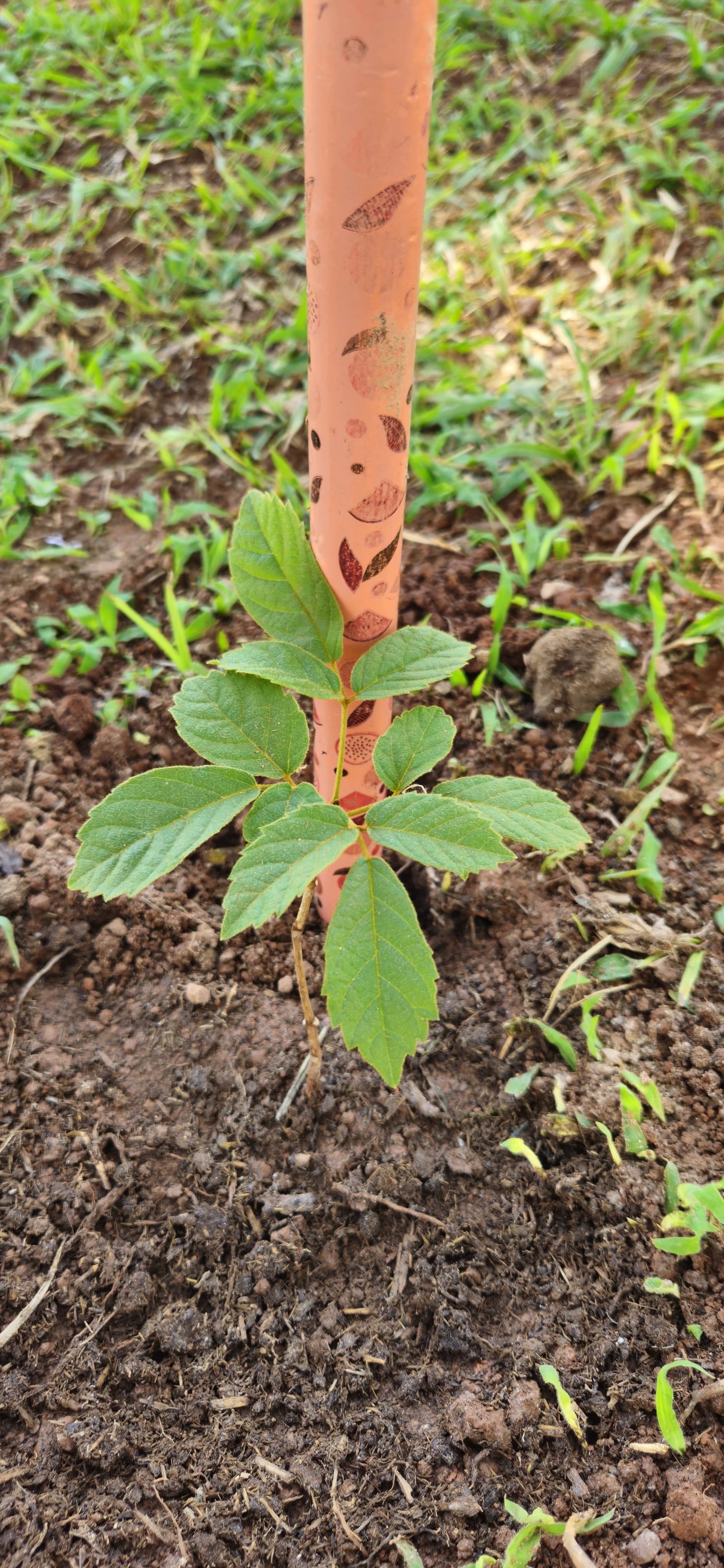 Plantio de Ipês em Cascalho Rico